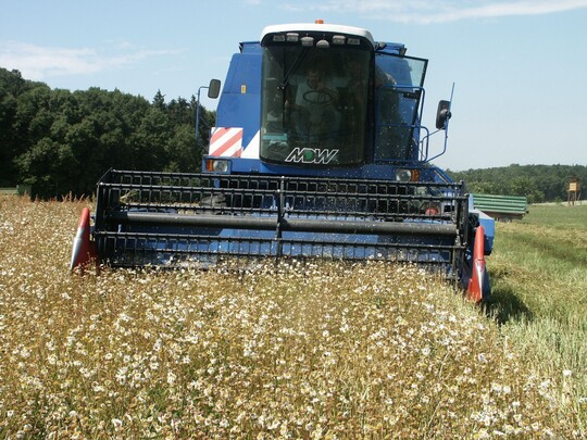 Margeritenernte mit dem Mhdrescher