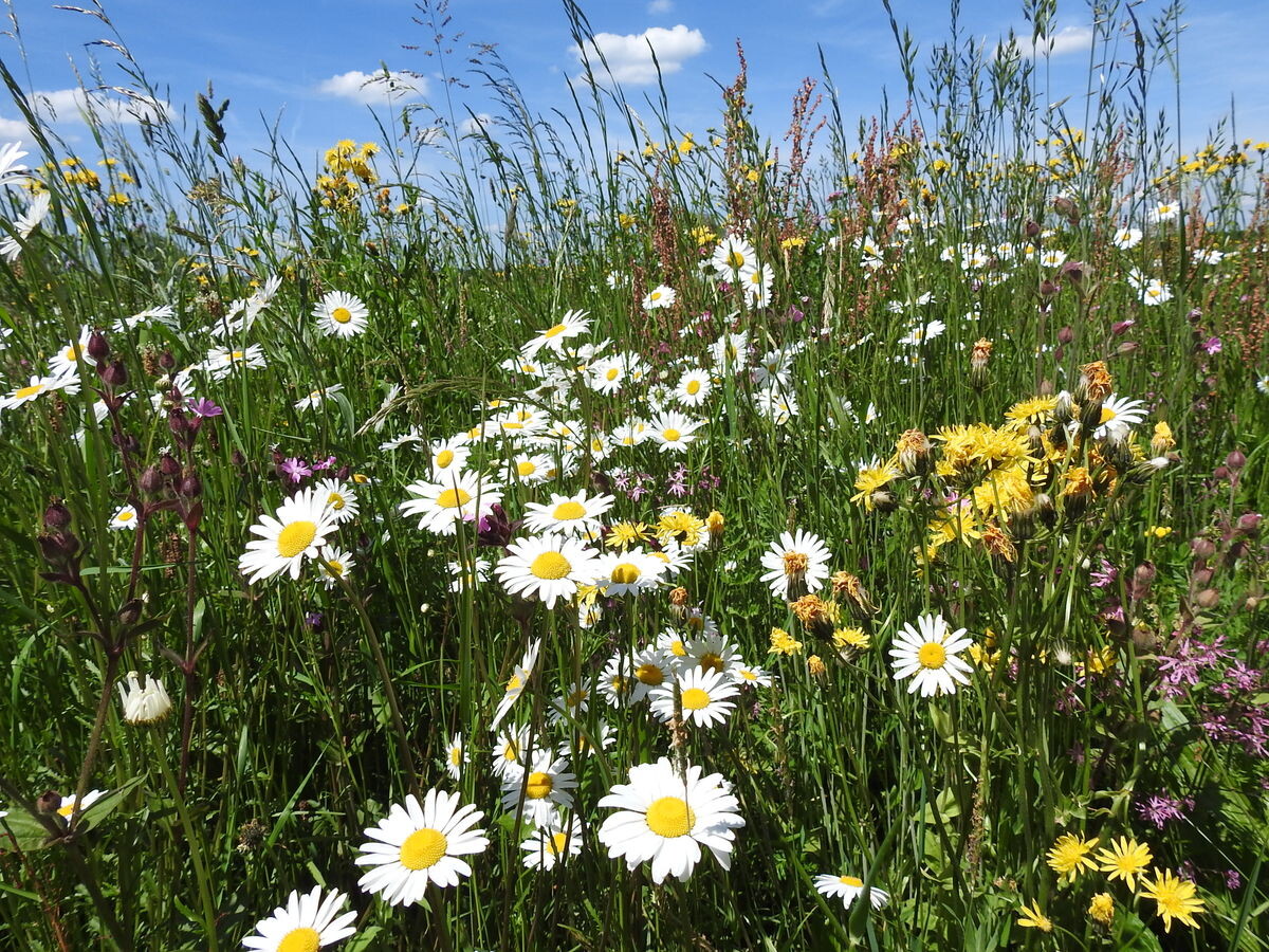 Grünland renaturieren: Samen selbst gewinnen & vermehren