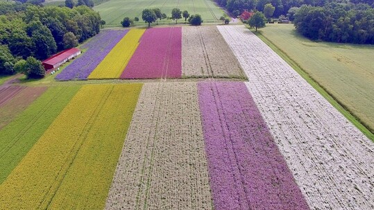 Wildblumenanbau als Einzelarten in Niedersachsen