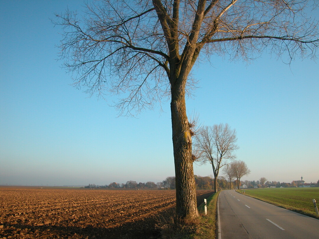 Die Parlamentsgruppe "Kulturgut Alleen" setzt sich für den Bestand von Bäumen an Landstraßen ein.