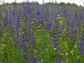  Der Wiesen-Salbei (Salvia pratensis) ist im Juni eine typische Pflanze mssig nhrstoffreicher Blumenwiesen. 