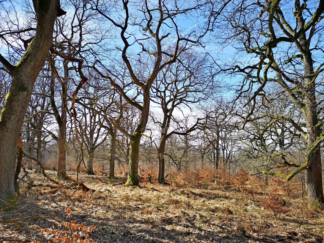 Lichte historische Hutewlder  wie hier im hessischen Reinhardswald  sind heute selten geworden. Der Aufwuchs junger Buchen und Hainbuchen stellt eine Gefahr fr die Strukturen und Arten historischer Hutewlder dar.