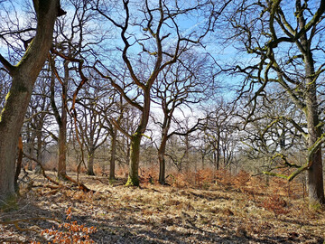 Lichte historische Hutewlder  wie hier im hessischen Reinhardswald  sind heute selten geworden. Der Aufwuchs junger Buchen und Hainbuchen stellt eine Gefahr fr die Strukturen und Arten historischer Hutewlder dar.