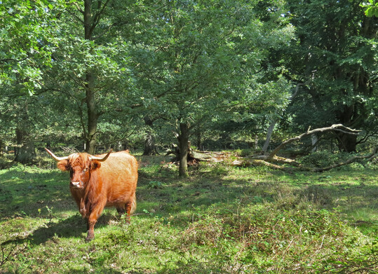 Aktiv mit Schottischen Hochlandrindern beweideter Hutewald im niederschsischen Bramwald