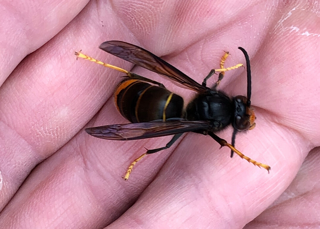 Die Asiatische Hornisse (
<i>Vespa velutina nigrithorax</i>
) wird wegen ihrer markanten gelben Füße auch „Asiatische Gelbfuß-Hornisse“ genannt.