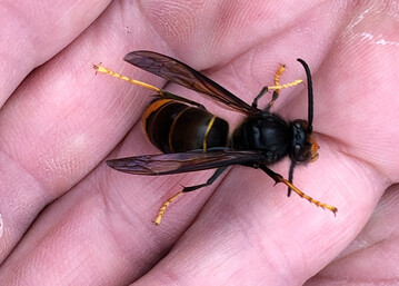 Die Asiatische Hornisse (
<i>Vespa velutina nigrithorax</i>
) wird wegen ihrer markanten gelben Fe auch Asiatische Gelbfu-Hornisse genannt. 