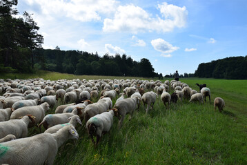 Schafherde mit Schferin und Htehund bei der Wanderung ber die Schwbische Alb