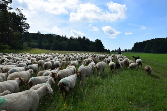Schafherde mit Schferin und Htehund bei der Wanderung ber die Schwbische Alb