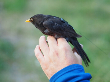 Den Tracker im Gepck: Auch von kleinen Tieren, etwa einer Amsel, sind die Gerte tragbar, ohne sie dabei einzuschrnken. Gesammelt werden auf diese Weise Positions-, Bewegungs- und Biodaten der Tiere.
