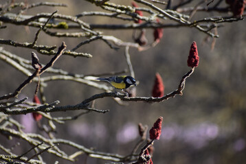 Kohlmeise, 
<i>Parus major</i>