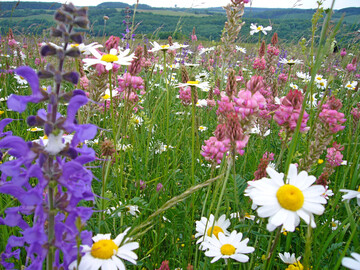 Artenreiches Grnland