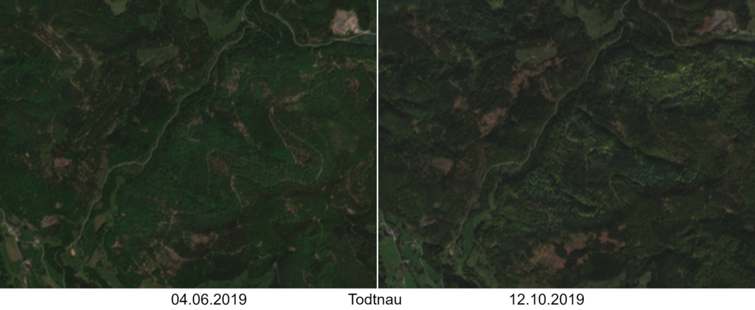 Identifikation von Waldschden im Satellitenbild