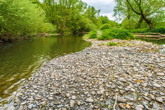 Frische Schotterbank an der Ruhr unterhalb der Denzbrcke im Mai 2015