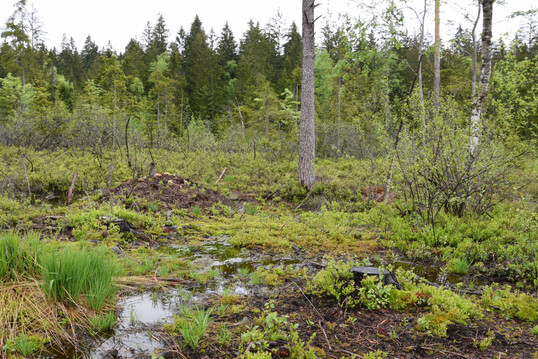 Moorwiedervernssung im Nationalpark Bayerischer Wald: Moore stellen wichtige Kohlenstoffspeicher dar, deshalb trgt deren Schutz bzw. Wiedervernssung zum Klimaschutz bei.