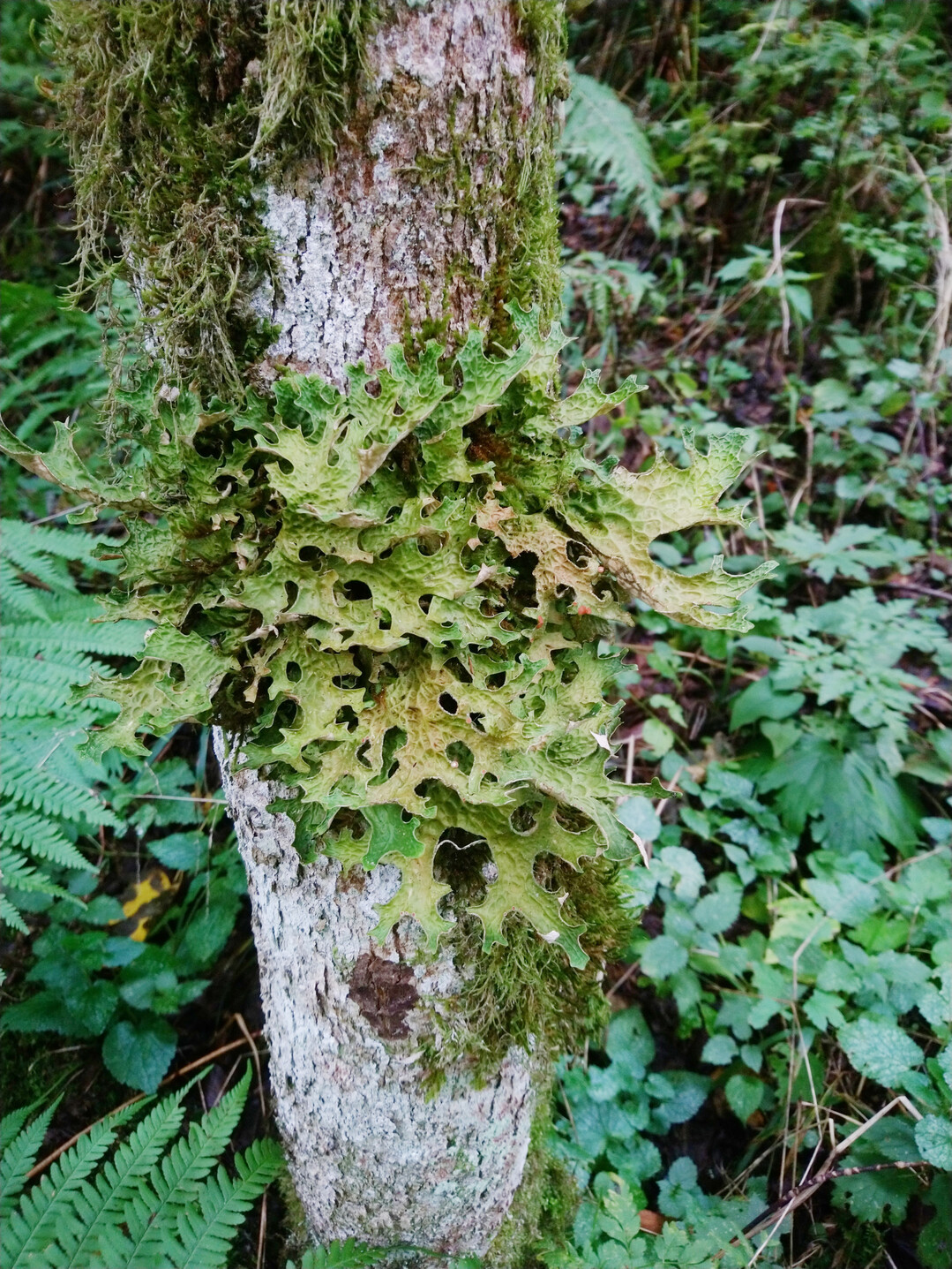 Abb. 1: Zustand auf einer gemeinen Esche
<i>Fraxinus excelsior</i>