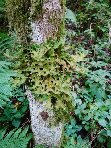 Abb. 1: Zustand auf einer gemeinen Esche 
<i>Fraxinus excelsior</i>