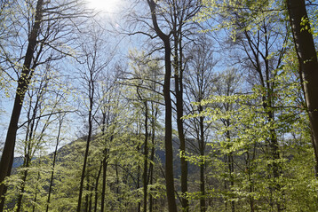 Buchenwald im Frhling