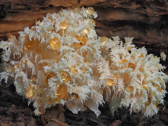 Der stige Stachelbart (
<i>Hericium coralloides</i>
) wchst vor allem an toten Buchen.