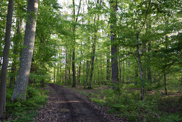 Laubmischwald mit Forstweg