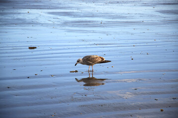 Mwe bei der Futtersuche am Strand