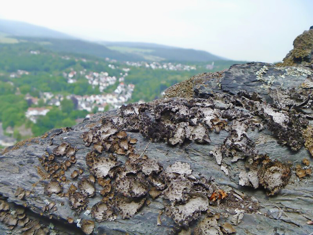 Flechten  wie 
<i>Umbilicaria pustulata</i>
  sind Meister der Anpassung und knnen auch Lebensrume mit extremen Umweltbedingungen besiedeln.