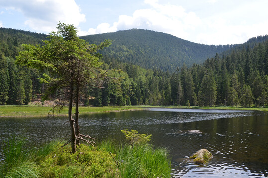 Abb. 1: Naturwaldreservat Seeloch an der Nordflanke des Groen Arbers oberhalb des kleinen Arbersees. 