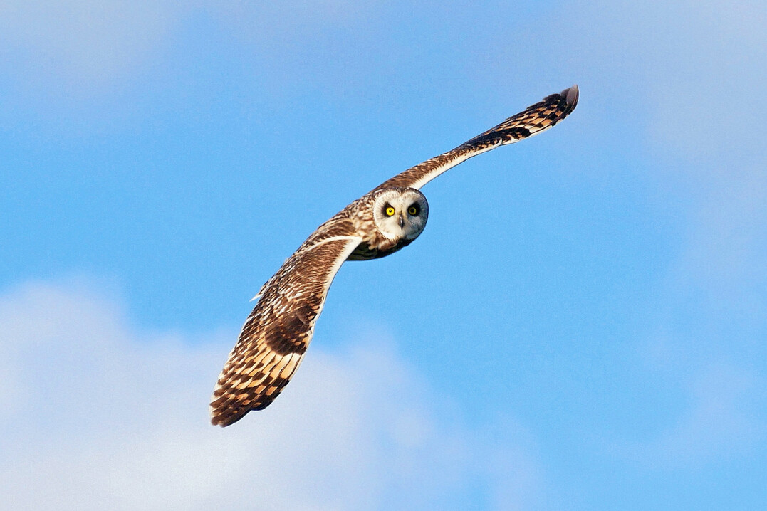 Sumpfohreule (
<i>Asio flammeus</i>
) 
