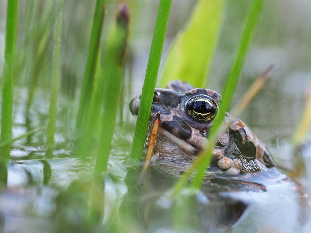 Wechselkröte,
<i>Bufotes viridis</i>