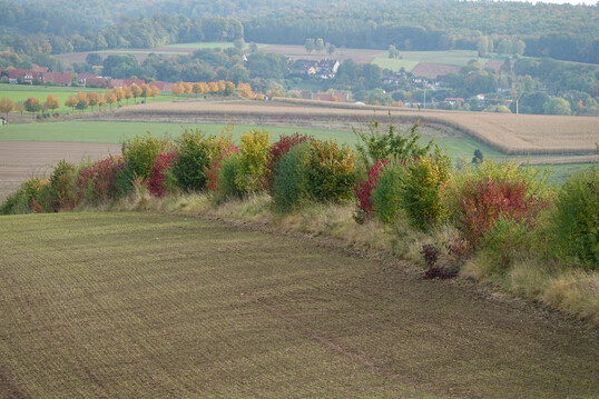 Hecken sind wichtige Habitatelemente fr Rebhhner, vor allem in Verbindung mit anschlieenden Brachflchen.