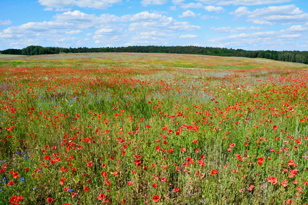 Due to the EU set-aside premium, large areas of arable land were left fallow in the 1990s and 2000s, which greatly increased biodiversity in the agricultural landscape. 
