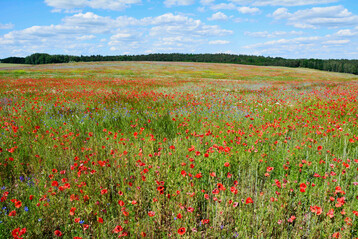 Due to the EU set-aside premium, large areas of arable land were left fallow in the 1990s and 2000s, which greatly increased biodiversity in the agricultural landscape. 