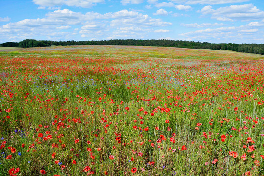 Due to the EU set-aside premium, large areas of arable land were left fallow in the 1990s and 2000s, which greatly increased biodiversity in the agricultural landscape.
