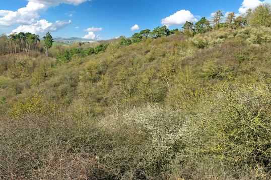 Ecological succession continues to jeopardise the survival of species-rich grasslands.