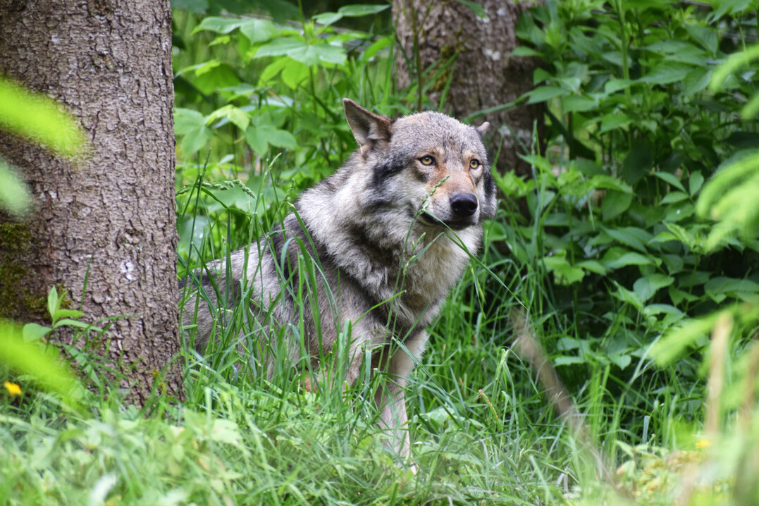 Wolf (
<i>Canis lupus</i>
) in Tierfreigelnde