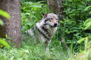 Wolf (
<i>Canis lupus</i>
) in Tierfreigelnde