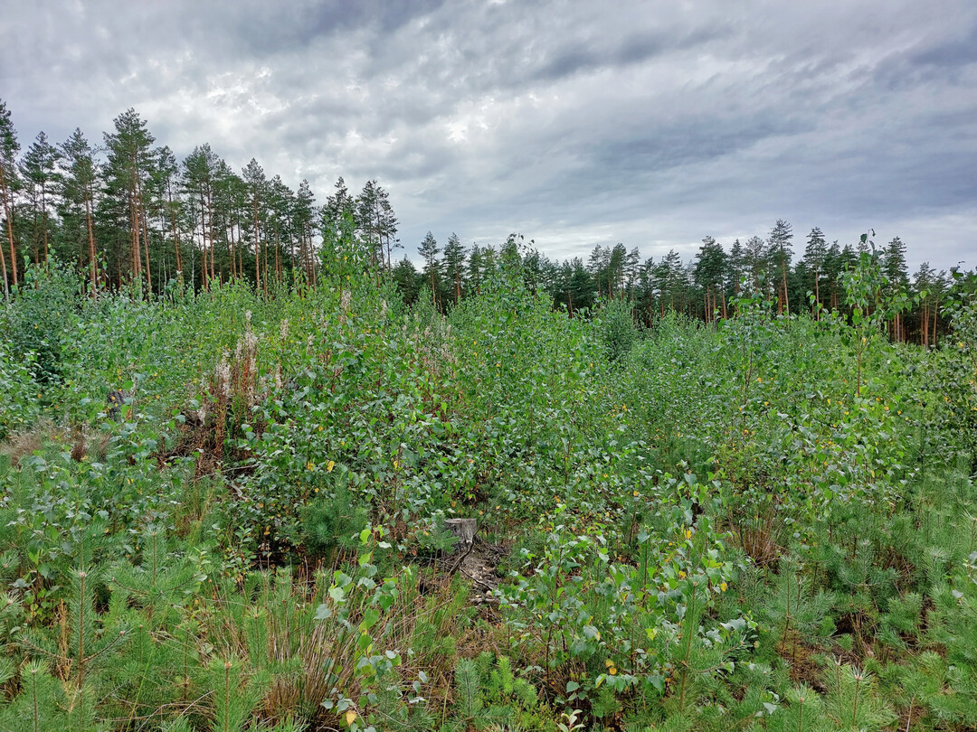 Wiederbewaldete Sukzessionsflche mit Birken, Kiefern, Pappeln und Weiden