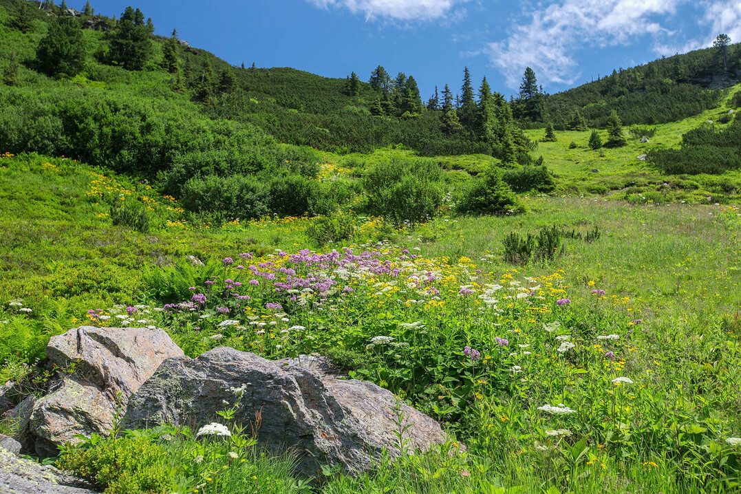 Die Artenzusammensetzung ndert sich in vielen kosystemen der Erde  Temperaturnderungen spielen dabei eine wichtige Rolle. Das Foto zeigt eine Bergwiese in den Alpen. 
