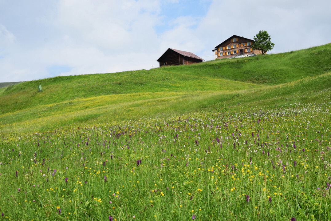 Artenreiche Mhwiese in den Alpen mit Orchideen