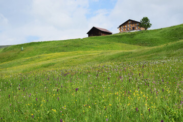 Artenreiche Mhwiese in den Alpen mit Orchideen