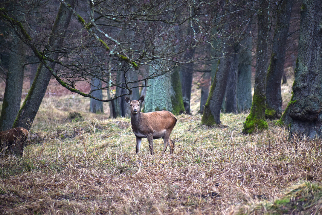 Rothirsch (
<i>Cervus elaphus</i>
)
