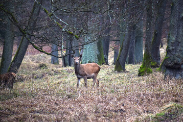 Rothirsch (
<i>Cervus elaphus</i>
)