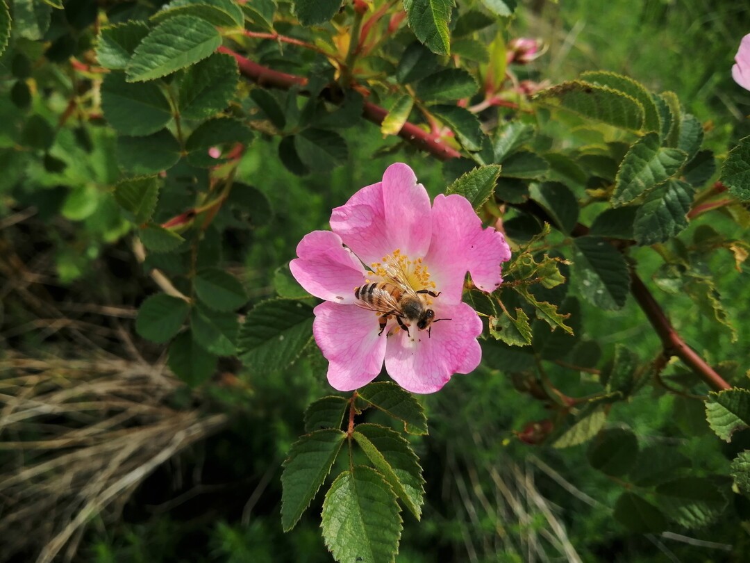 Die Wildrosen in den angelegten Benjeshecken bieten Bestuberinsekten wie Bienen im Frhling reichlich Pollen.