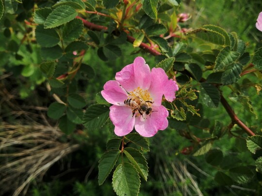 Die Wildrosen in den angelegten Benjeshecken bieten Bestuberinsekten wie Bienen im Frhling reichlich Pollen.