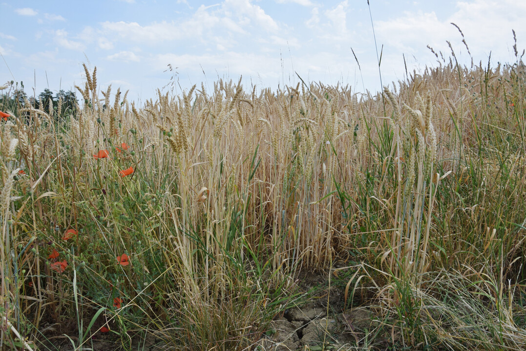 Feldrand mit Klatschmohn und trockenem, rissigen Boden