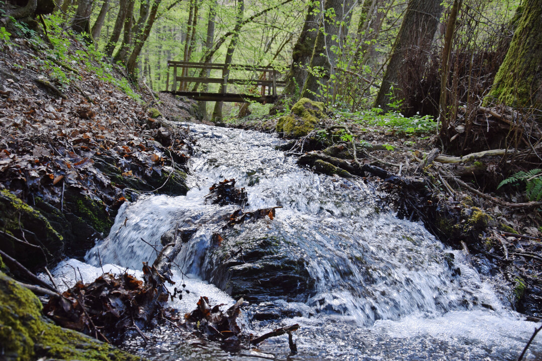 Naturnaher Bach