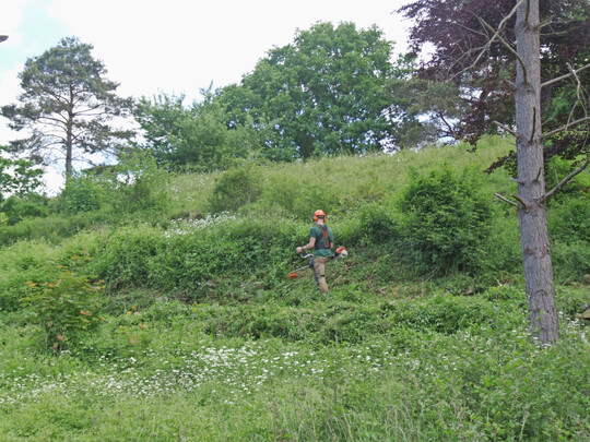 Werden Magerrasen nicht gepflegt, drohen sie zu verbuschen. Hier entfernt ein Landschaftspfleger Stockausschlag von gerodeten Gehlzen.