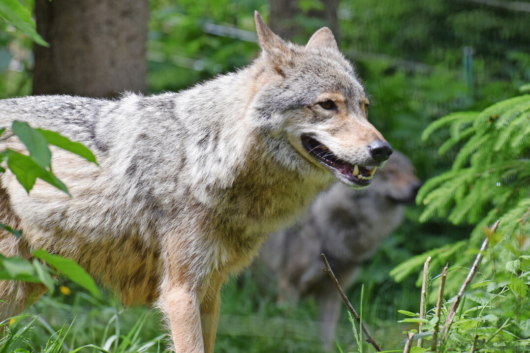 Wlfe(
<i>Canis lupus</i>
) in Tierfreigelnde