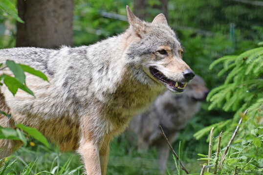 Wlfe(
<i>Canis lupus</i>
) in Tierfreigelnde