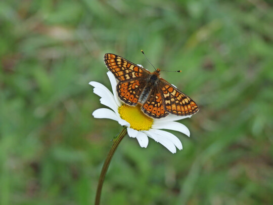 Goldener Scheckenfalter (
<i>Euphydryas aurinia</i>
)