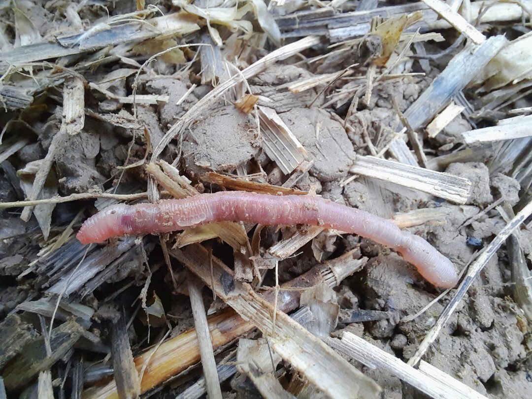 Der Regenwurm mit dem Namen 
<i>Helodrilus bavaricus</i>
 wurde von einem LfL-Forscherteam entdeckt.